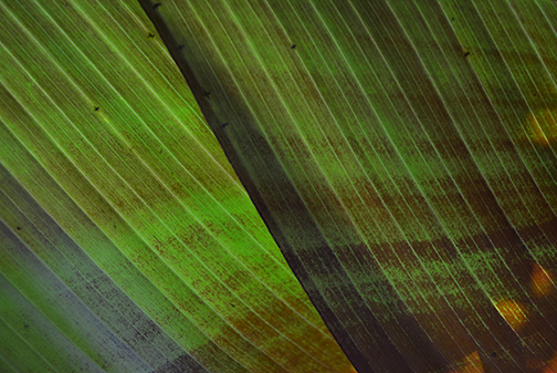 holler verdant veil