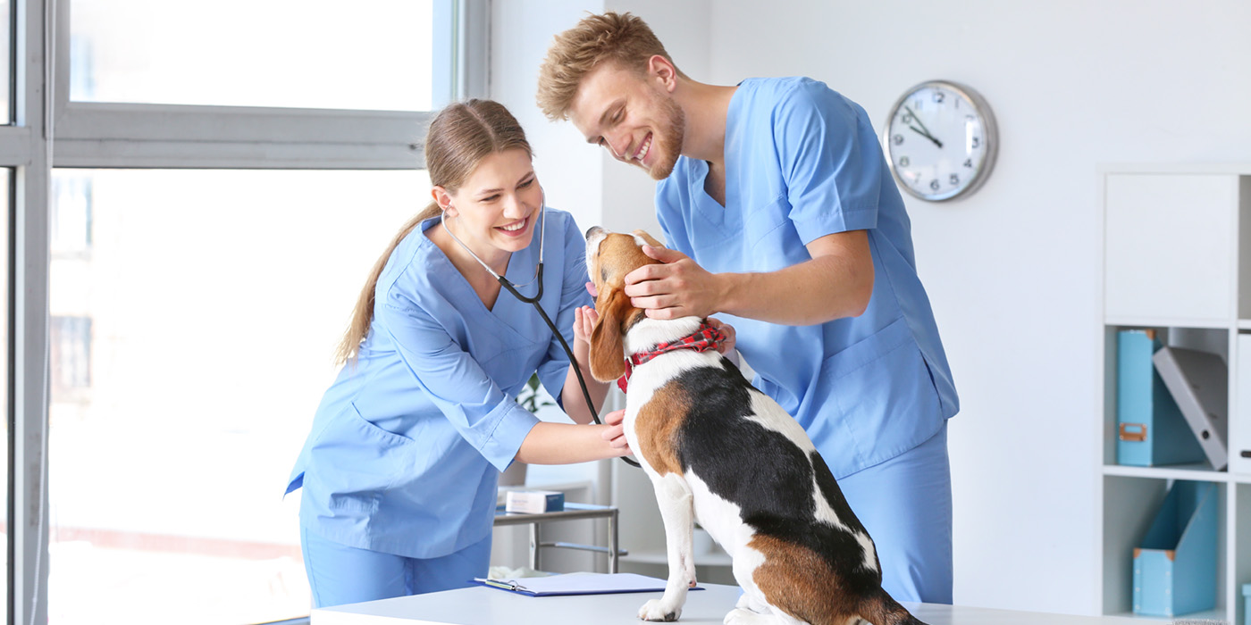 Two Veterinary Assistants looking at a dog