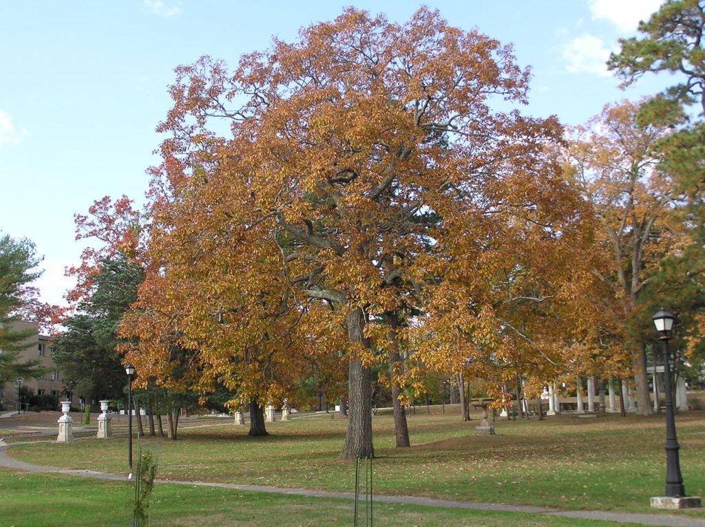 Arboretum - Georgian Court University, New Jersey